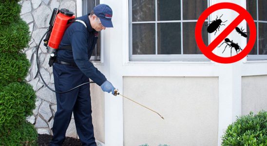 Bolu Fare İlaçlama böcek ilaçlama ve haşere kontrolü — ilaclama-tr.com